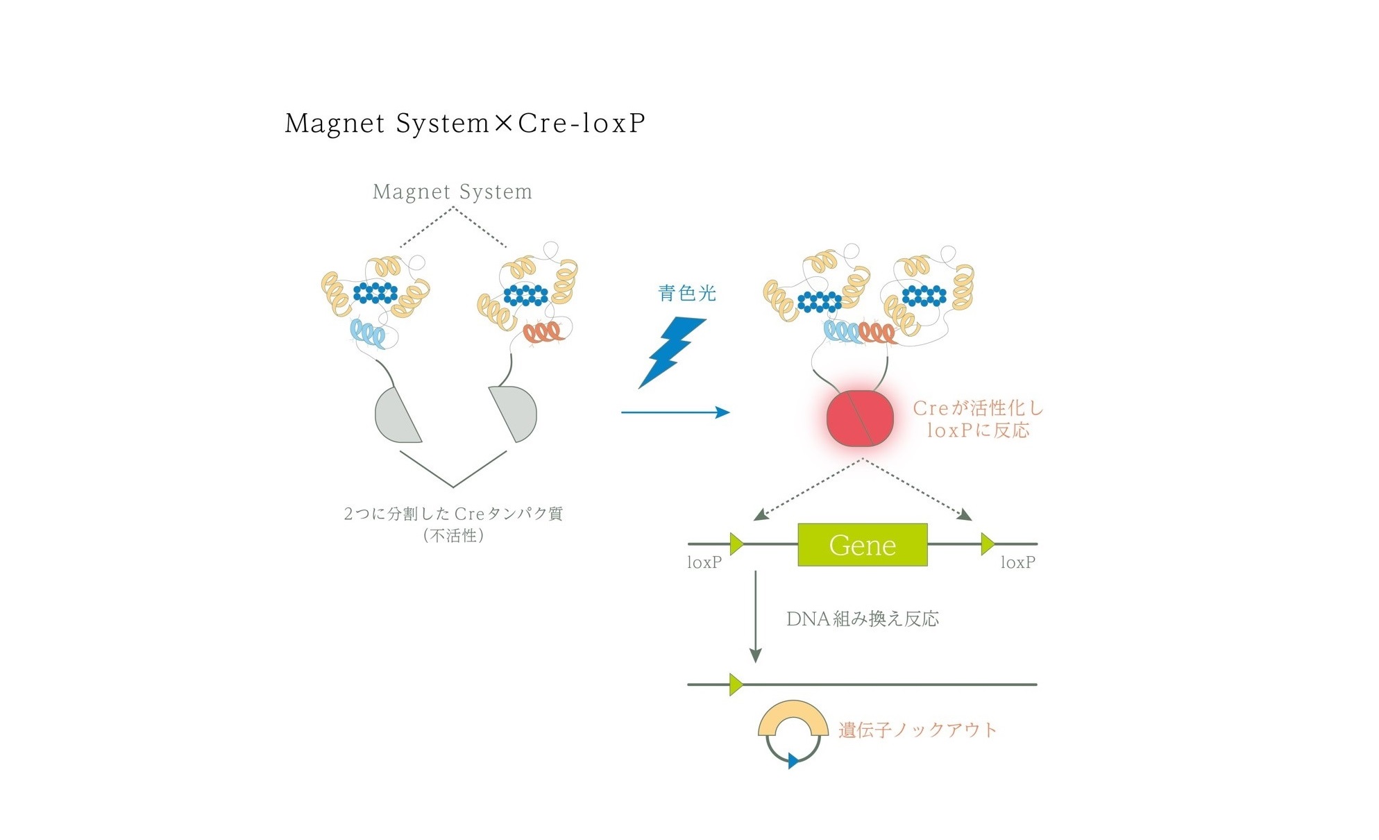 光スイッチタンパク質『Magnet System×Cre-loxP 試薬・マウス』 