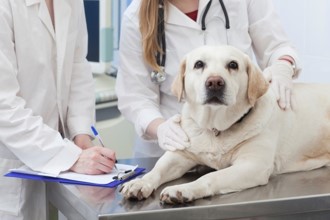 犬の尿路上皮癌等の薬効予測 