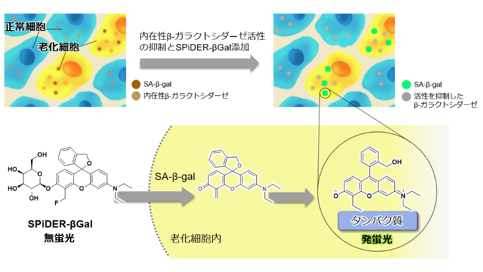老化細胞検出キット『SPiDER-βGal』 